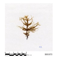 藏品(八列平苔)的圖片